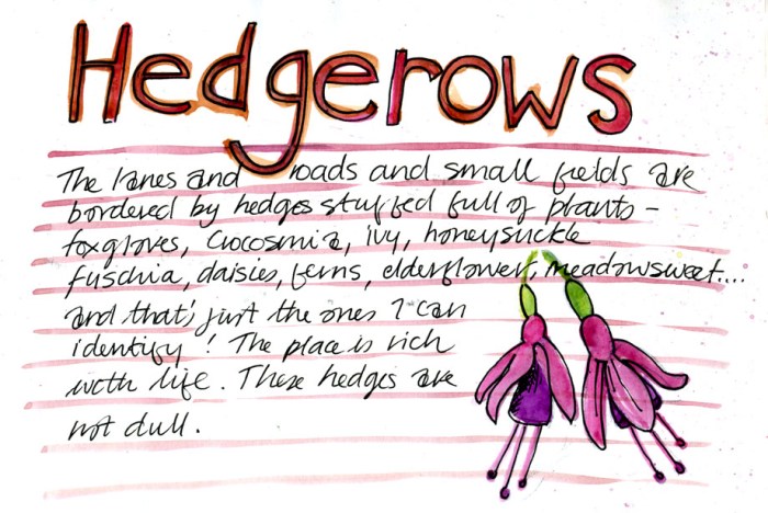 hedgerows1
